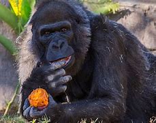 Image result for Gorilla That Died