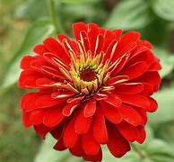 Image result for Beautiful Red Flowers