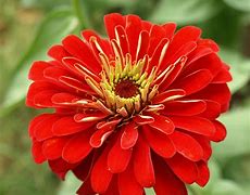 Image result for red flower