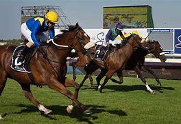 Image result for South Africa Horse Racing