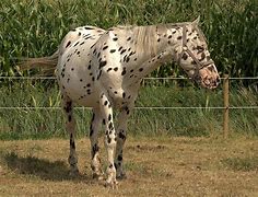 Image result for Strange Horse Breeds