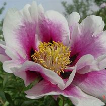 Image result for Paeonia rockii Zong Ban Xue Fei