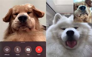 Image result for Dog FaceTime