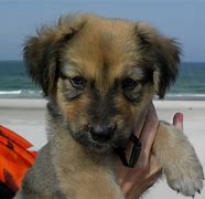 Image result for Cool Dog Mixes