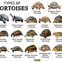 Image result for Tortoise