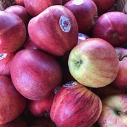 Image result for Organic Gala Apples