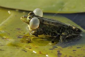 Image result for Frog Vocal Sac