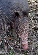 Image result for Armadillo Head