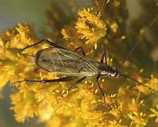 Image result for Tree Cricket