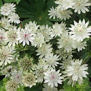 Bildergebnis für Astrantia White Giant ® (SUPERSTAR)