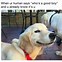 Image result for Funny Dog Memes About Work