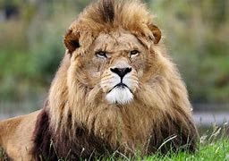 Image result for Hercules Biggest Lion in the World