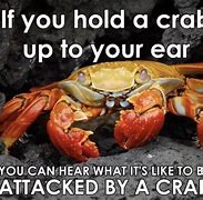 Image result for Hermit the Crab Meme