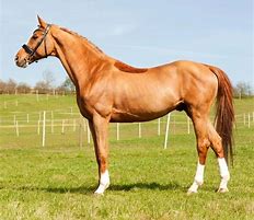 Image result for Thoroughbred Race Horse Different Colour