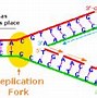 Image result for DNA Replication Structure