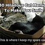 Image result for Cat Memes Dad Jokes