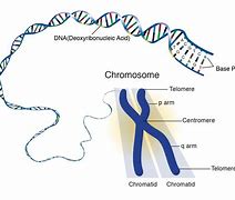 Image result for Where Is a Gene On a Chromosome
