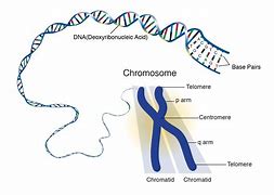 Image result for Chromosome