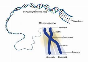 Image result for Chromosome 9 Map