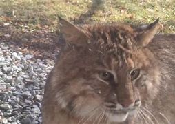 Image result for Big Cats in Vermont