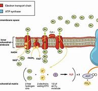 Image result for Cellular Respiration Simplified