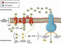 Image result for Cellular Respiration Drawing
