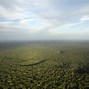 Image result for Forest and Carbon Dioxide