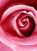 Image result for Cool Pink Rose Wallpaper