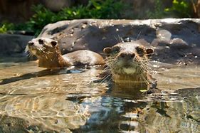 Image result for Swimming with Otters