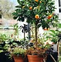 Image result for Mandarin Orange Tree