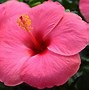 Image result for Hibiscus Flower Bloom