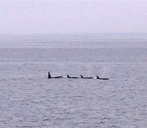 Image result for Russian exercise threat to whales