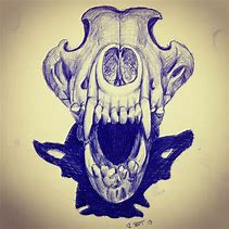 Image result for Wolf Skull Drawing