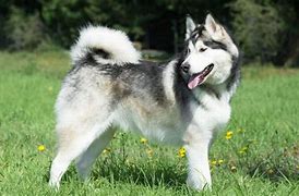 Image result for Husky Arctic Wolf Malamute Mix