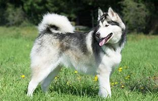 Image result for Husky and Malamute Mix