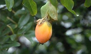 Image result for Passiflora caeurlea