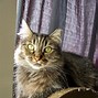 Image result for N/A Male Cat
