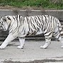 Image result for Tigre Blanc