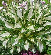 Image result for Hosta Paul Revere