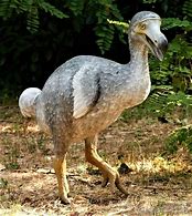 Image result for Mauritius Dodo Bird