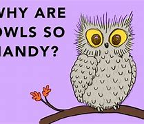 Image result for Funny Owl Jokes
