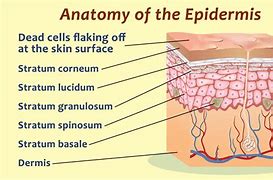 Image result for epidermis