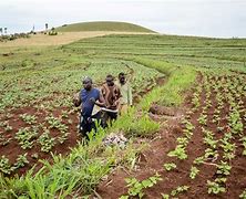 Image result for Nigeria Crops