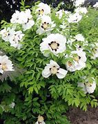 Image result for Paeonia rockii Hong Lian