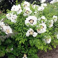 Image result for Paeonia rockii Ye Guang Bei