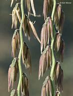 Image result for Bouteloua curtipendula
