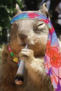 Image result for Stoned Animals