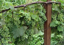 Image result for Grape Plants