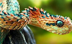 Image result for Most Dangerous Wild Animals
