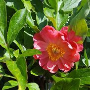 Image result for Paeonia lactiflora Coral Sunset